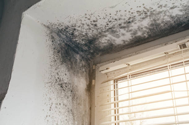Affordable Mold Cleanup solutions in Hurst, TX